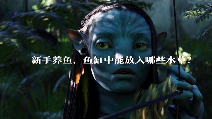 新手养鱼，鱼缸中能放入哪些水草？
